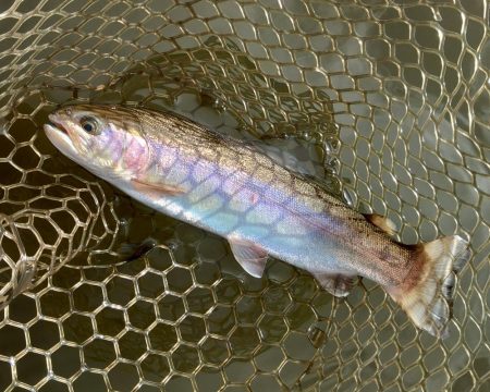 寒波到来！ 大安トラウトレイク